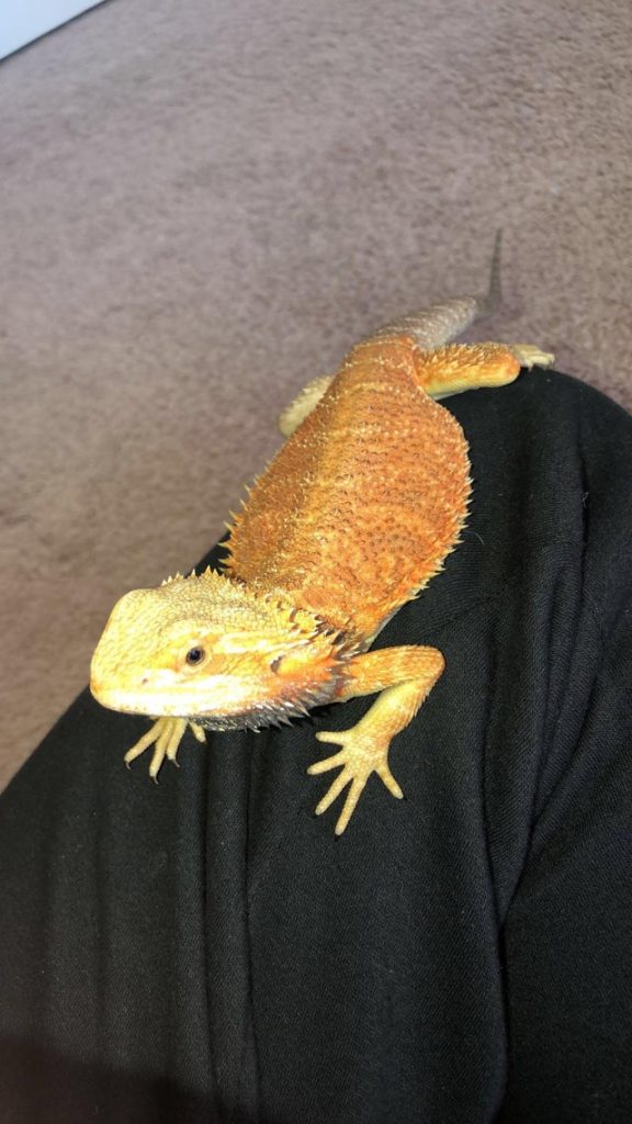 Bearded dragons (Red) – M.O.C. Reptiles