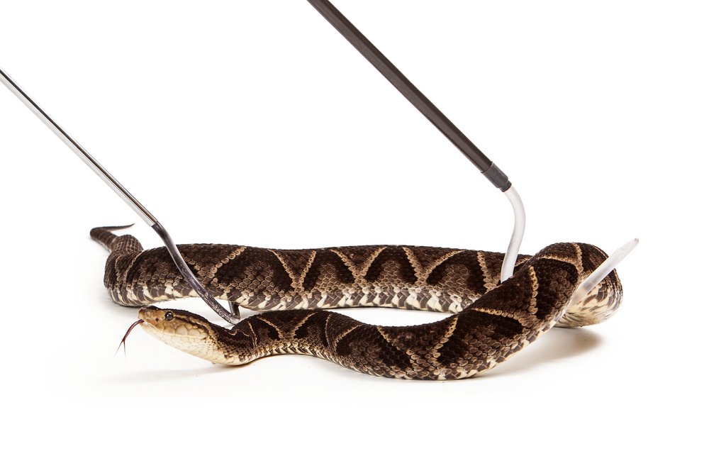 Snakes of Ohio: Identifying all 25 species (slideshow) 