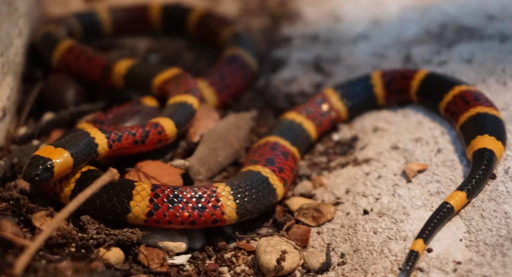 Texas Coral Snake on top of dead leaves, twigs and dirt