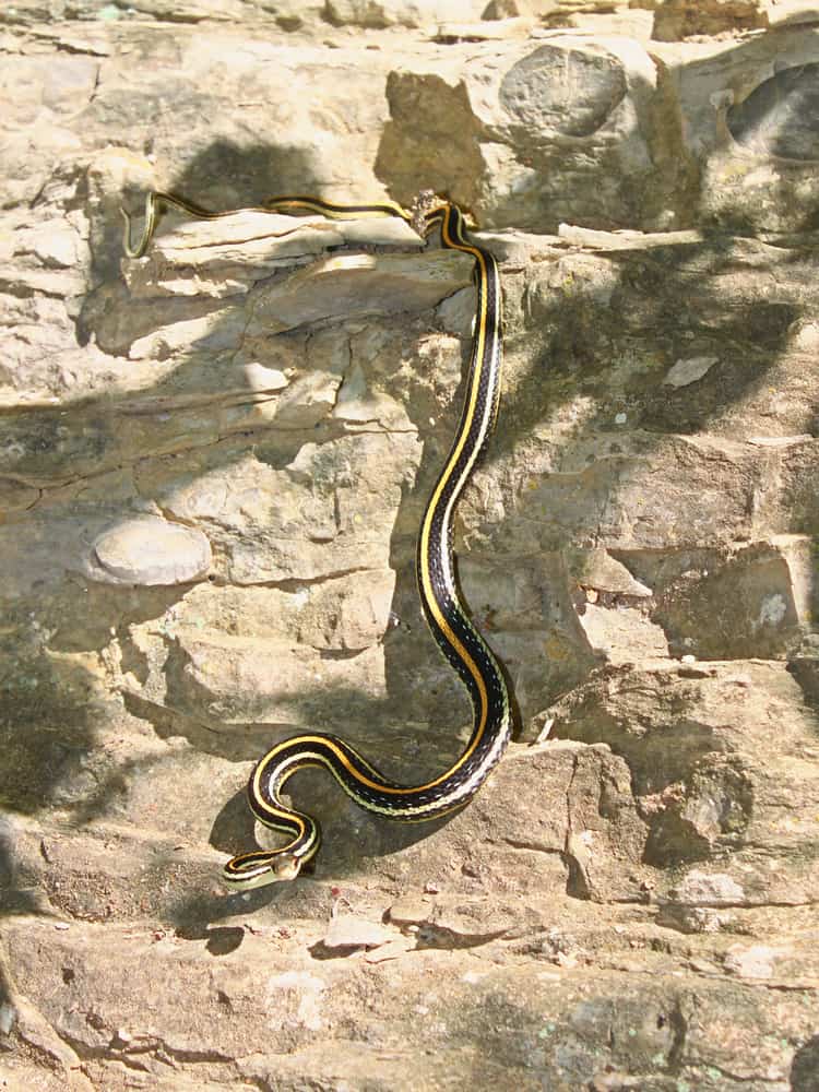 A western ribbon snake on the rocks