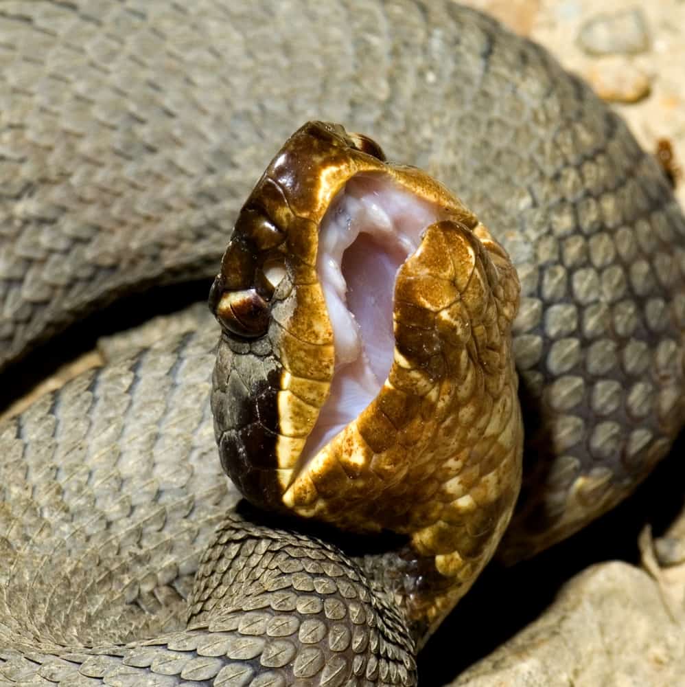 Closeup of a cottonmouth with its mouth open