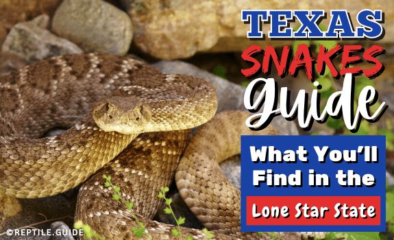 Texas Snakes Guide What You'll Find in 'the Lone Star State’ (1)