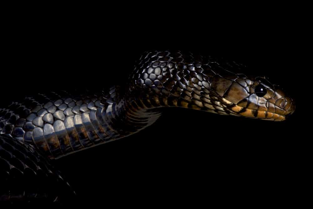 Texas indigo snake against a black background