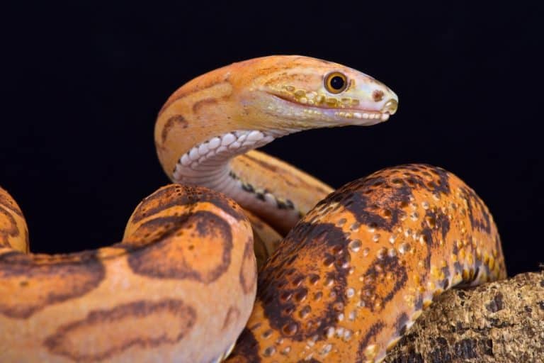 Scaleless Ball Python Care Guide (All Needs & Health Issues)