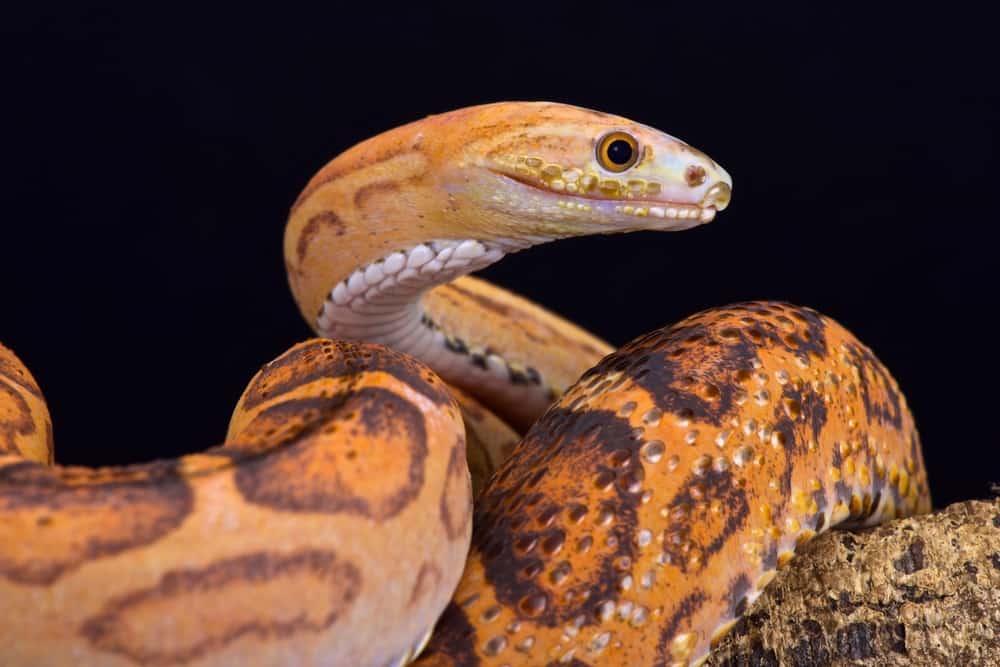 Scaless rat snake against a black background