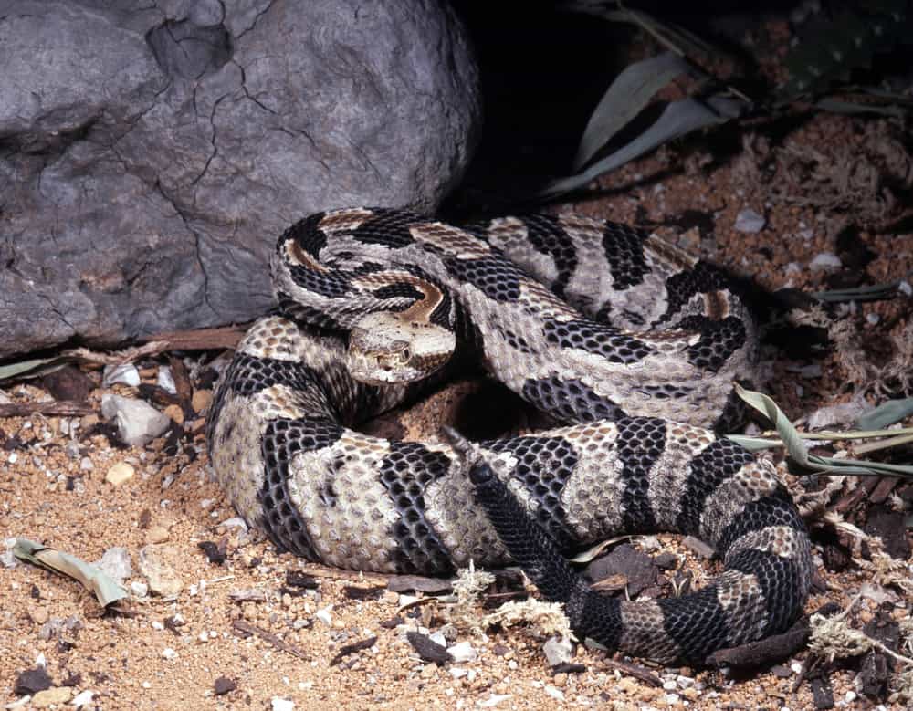 Timber Rattlesnake positioned near a large rock