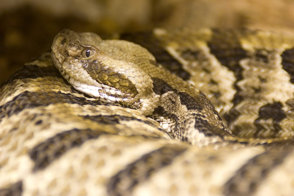 Timber rattlesnake close up while coiled up