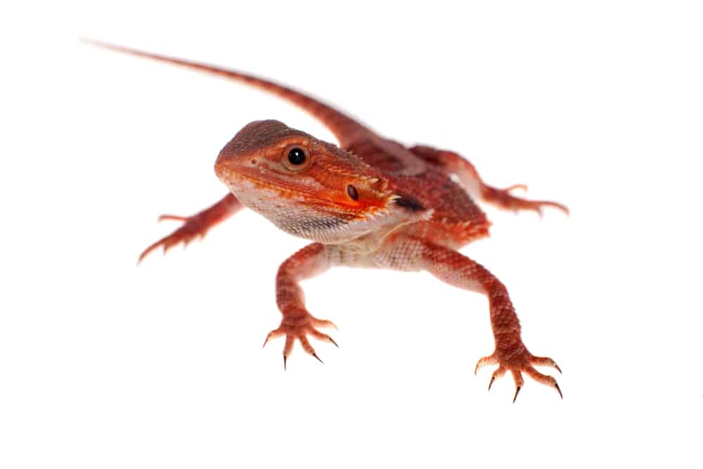Small red bearded dragon against a white background