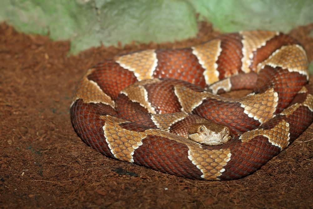 Venomous Copperhead snake resting on the ground