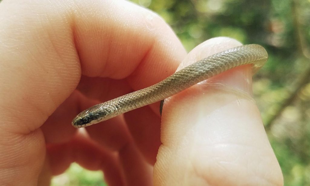 A tiny western smooth earthsnake being held by a hand