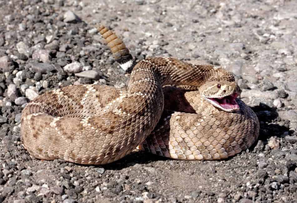 Western diamondback (Crotalus atrox)