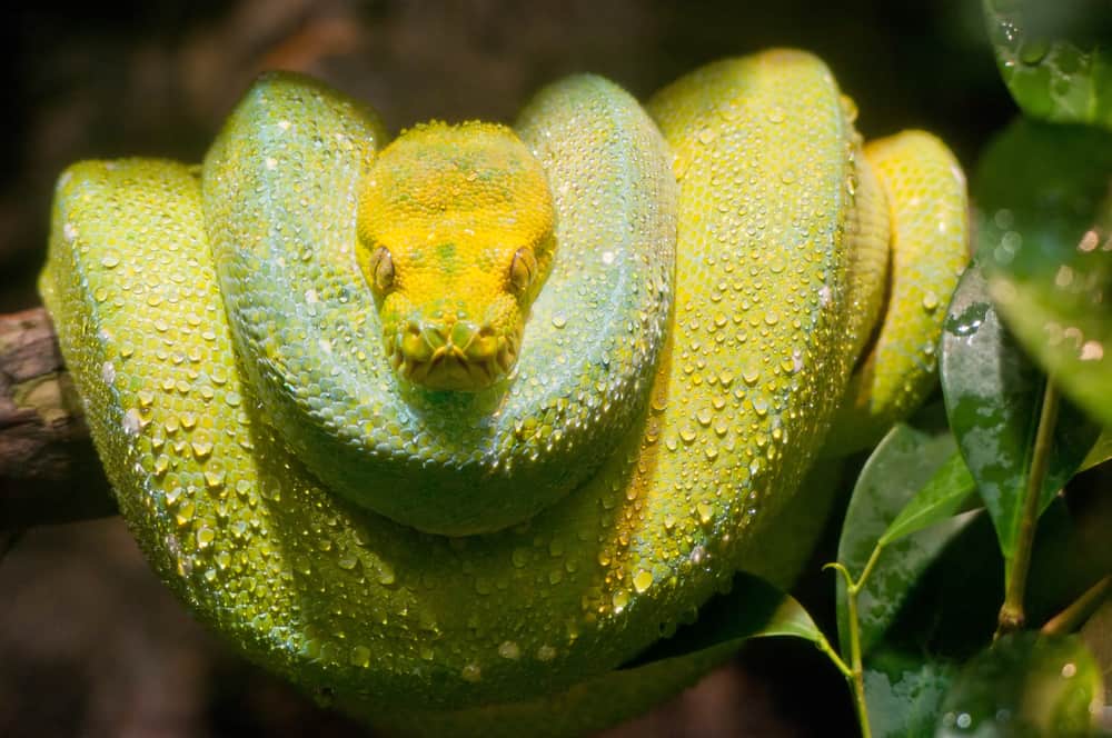 green tree python