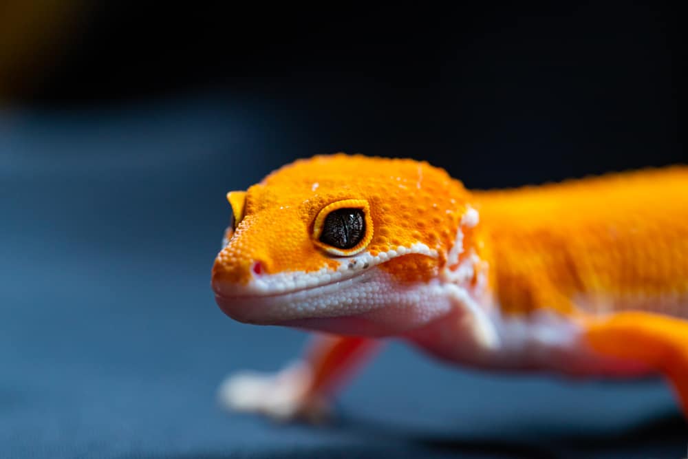 Orange and white leopard gecko