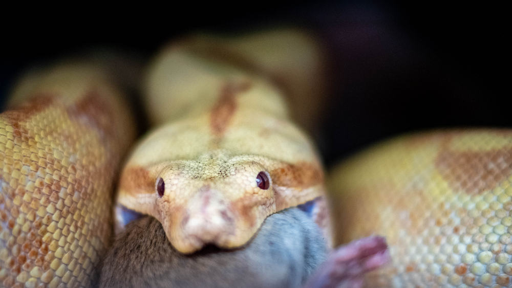 Albino boa constrictor eating a mouse looking at the camera