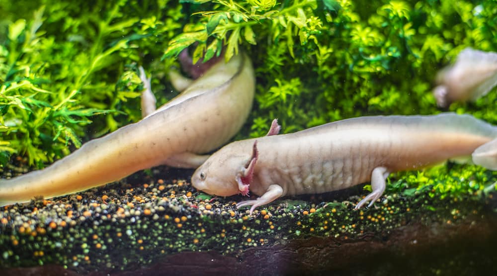 Two axolotks swimming along the bottom of their tank