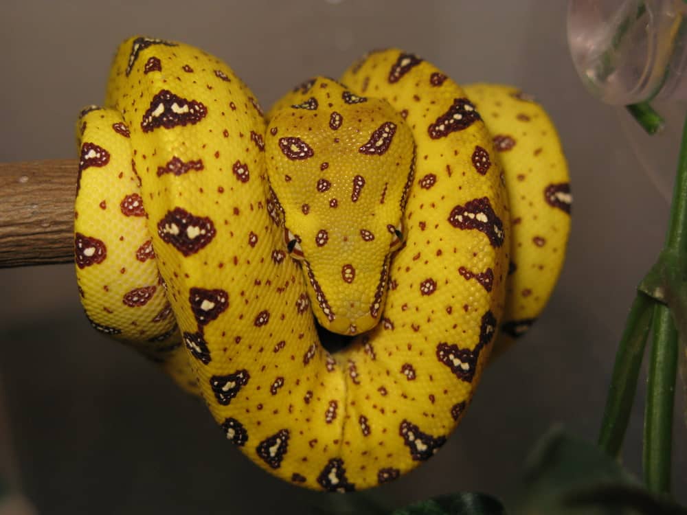 young green tree python with yellow coloration