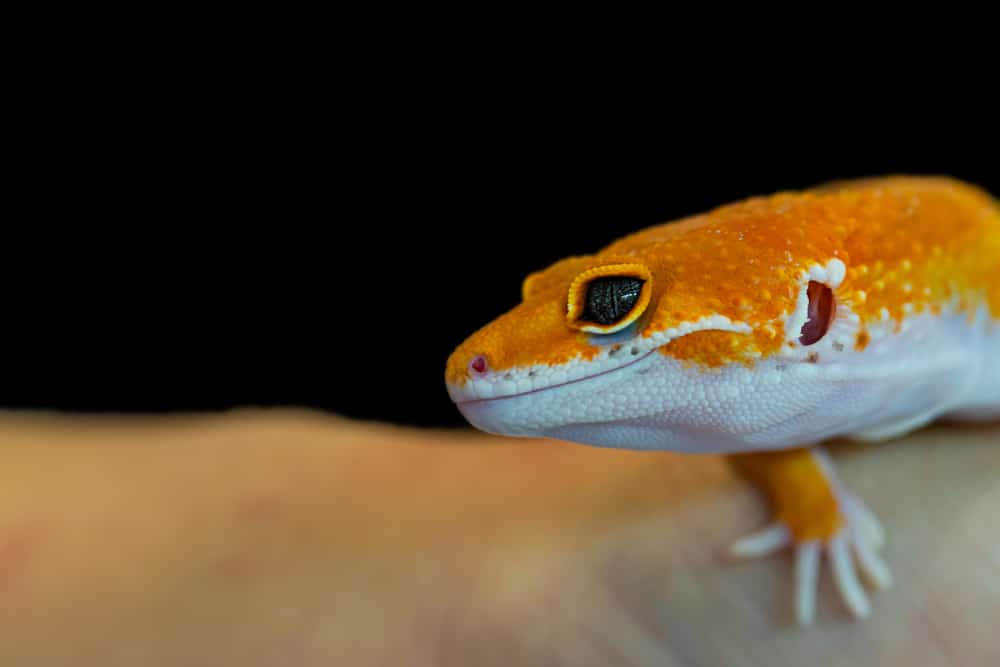 Baby leopard geckos resting on a person's arm