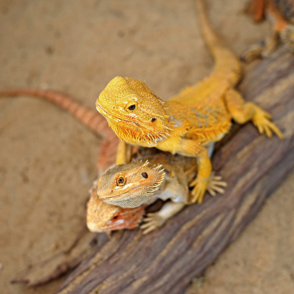 three yellow and orange bearded dragons