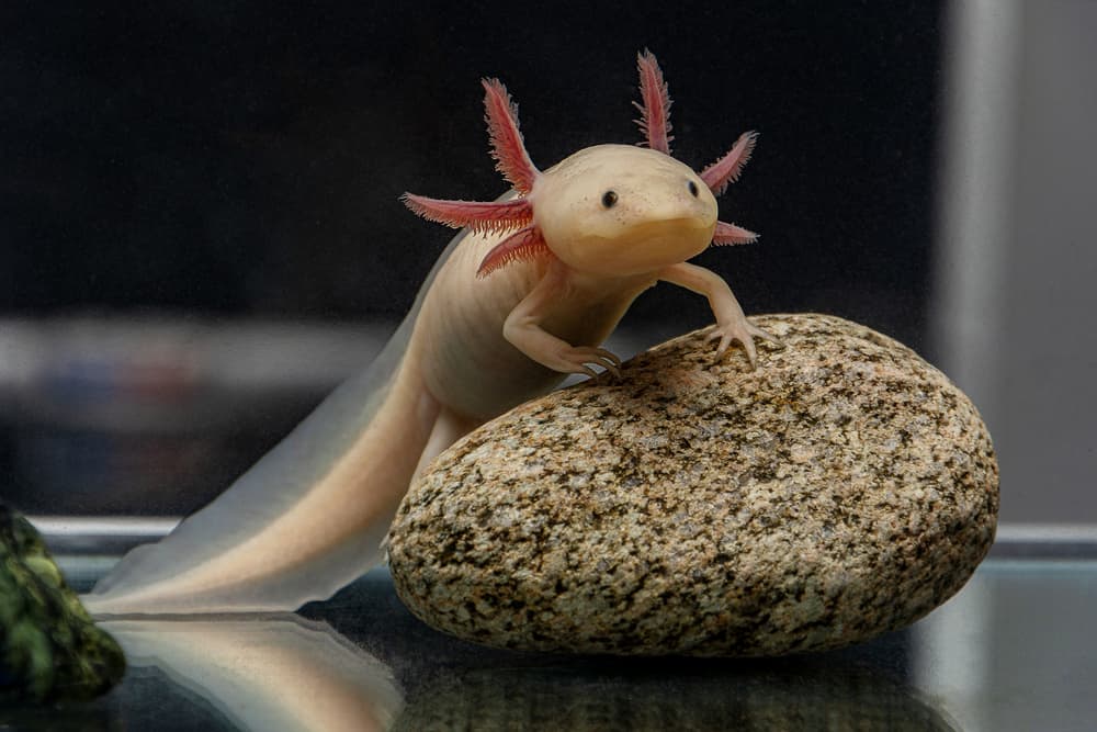 Axolotl climbing a round rock underwater