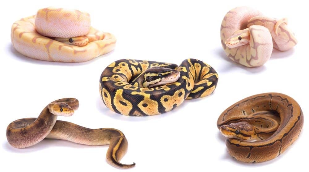 Various ball python morphs against a white background