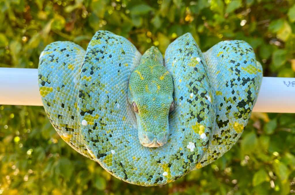 Green Tree Python — Green Tree Python Serpentovirus (NidoVirus)