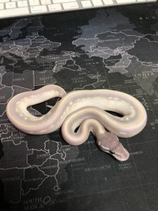 11 US Ball Python Breeders You Can Trust (Online & in-Store)