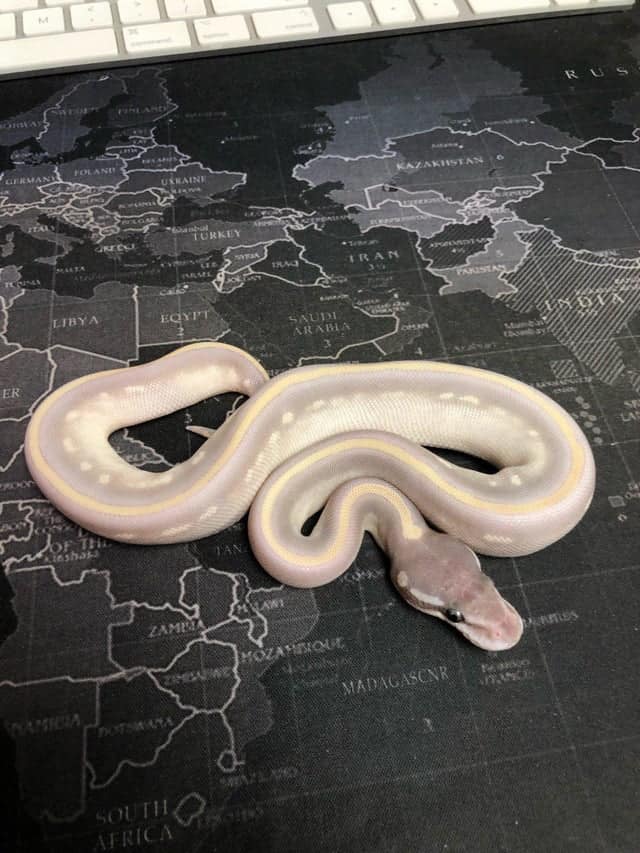 Purple passion morph on a table