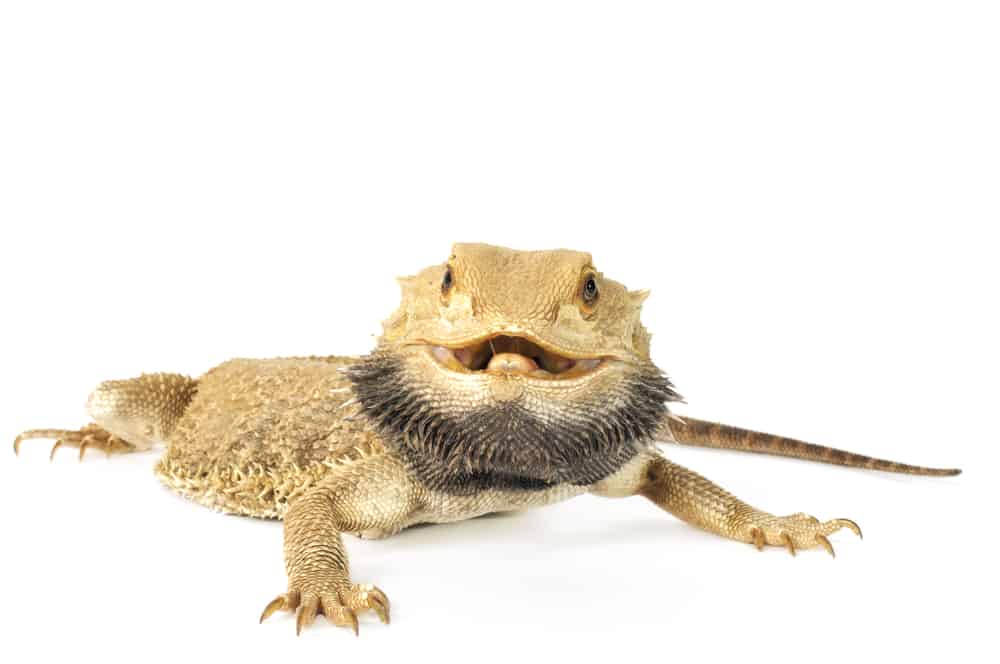 male bearded dragon with a black colored beard