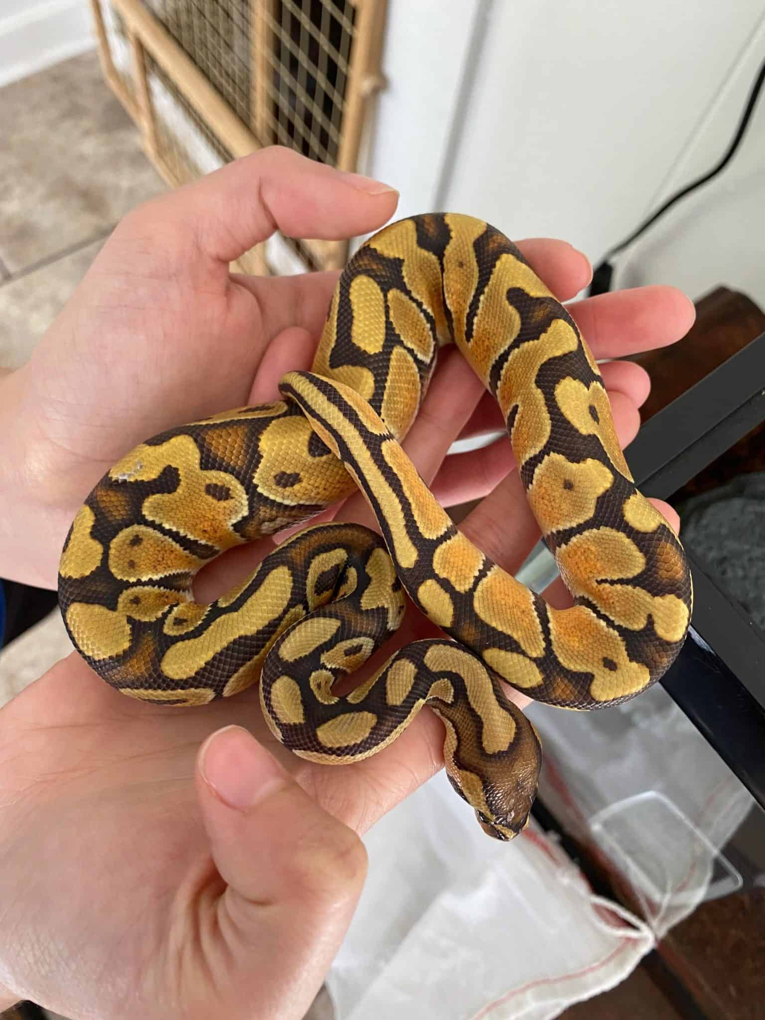 11 US Ball Python Breeders You Can Trust (Online & In-Store)