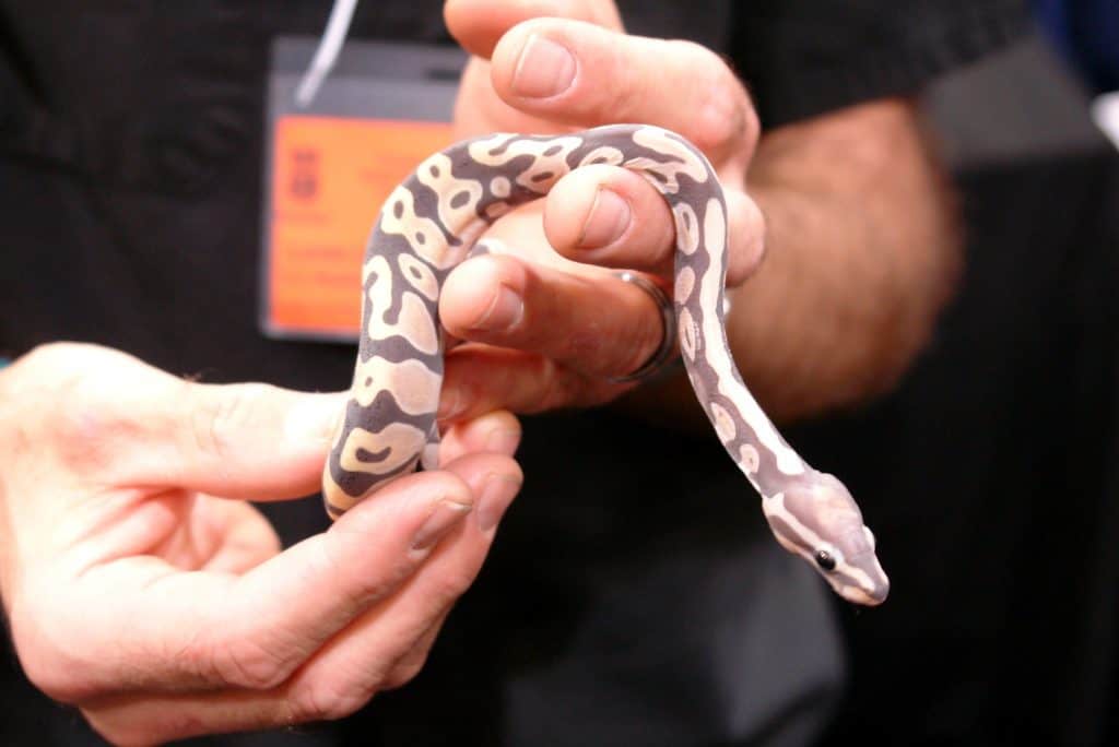 A man holding a scaleless ball python