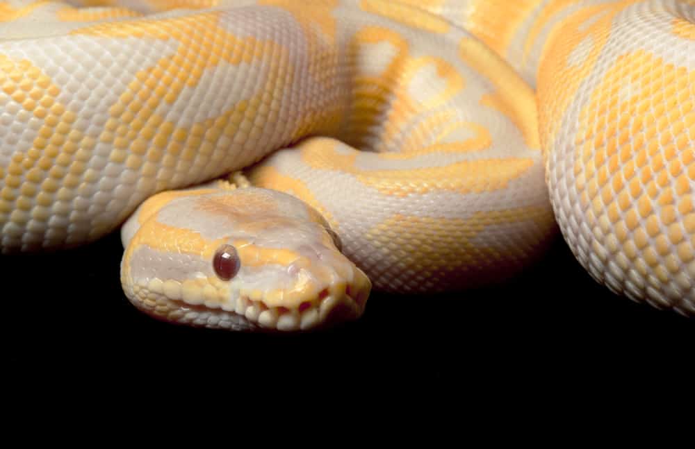 Closeup of the head of a full-grown albino ball python