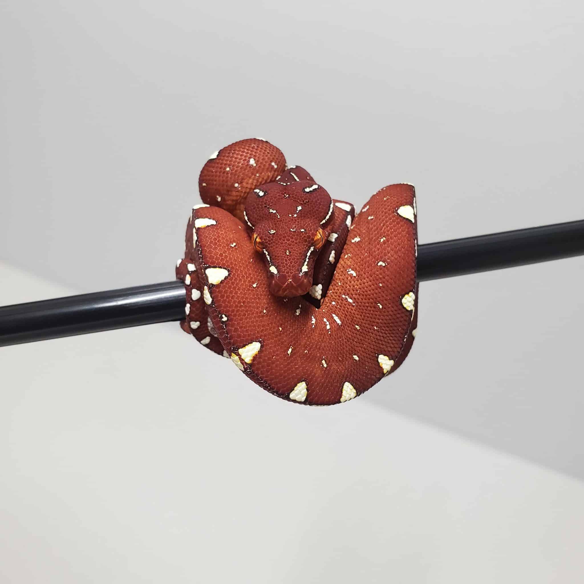 Green Tree Python Owner's Guide: Best Practices for Keepers!