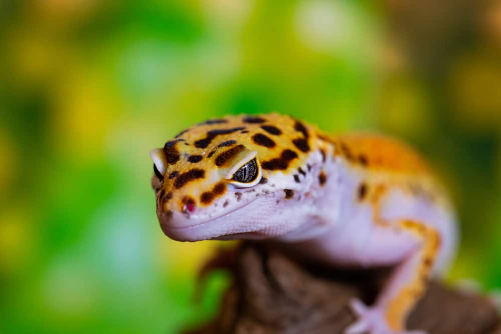 Leopard gecko perched on a hide against a blurred background