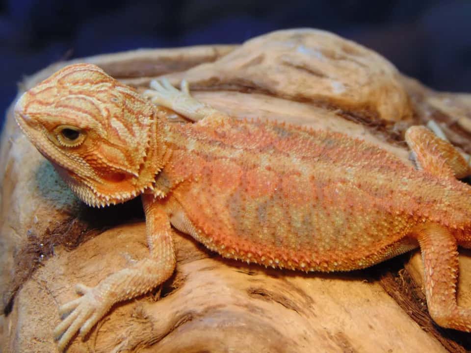 Hypo red bearded dragon perched on a hide
