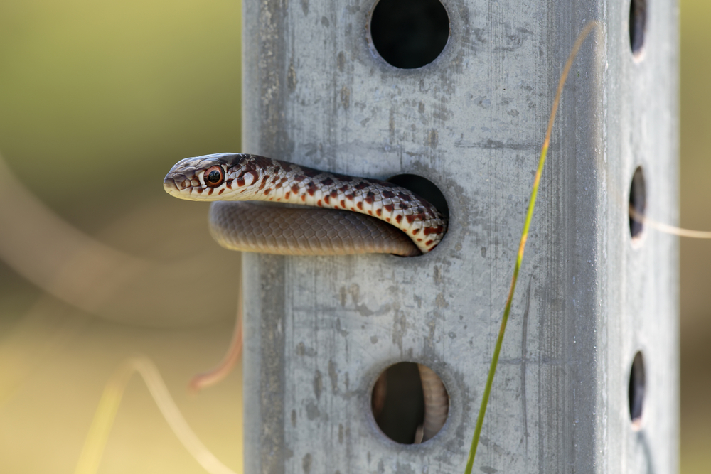 Eastern racer snake inside a pole