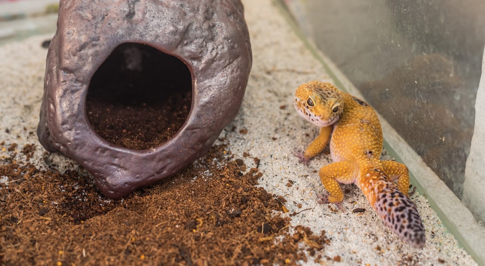 Leopard gecko posing next to a hide