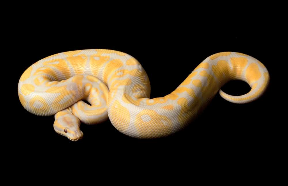 lavender albino ball python against a black background