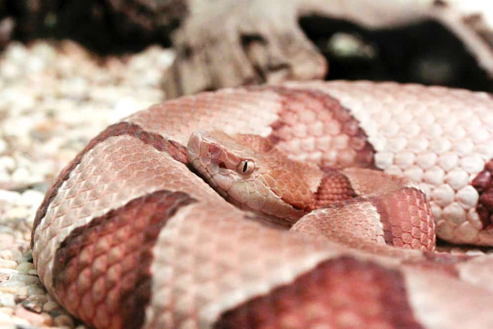medium-sized water moccasin Alabama snake