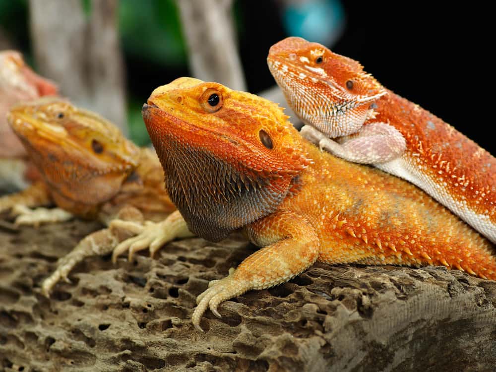 mother and baby red bearded dragon