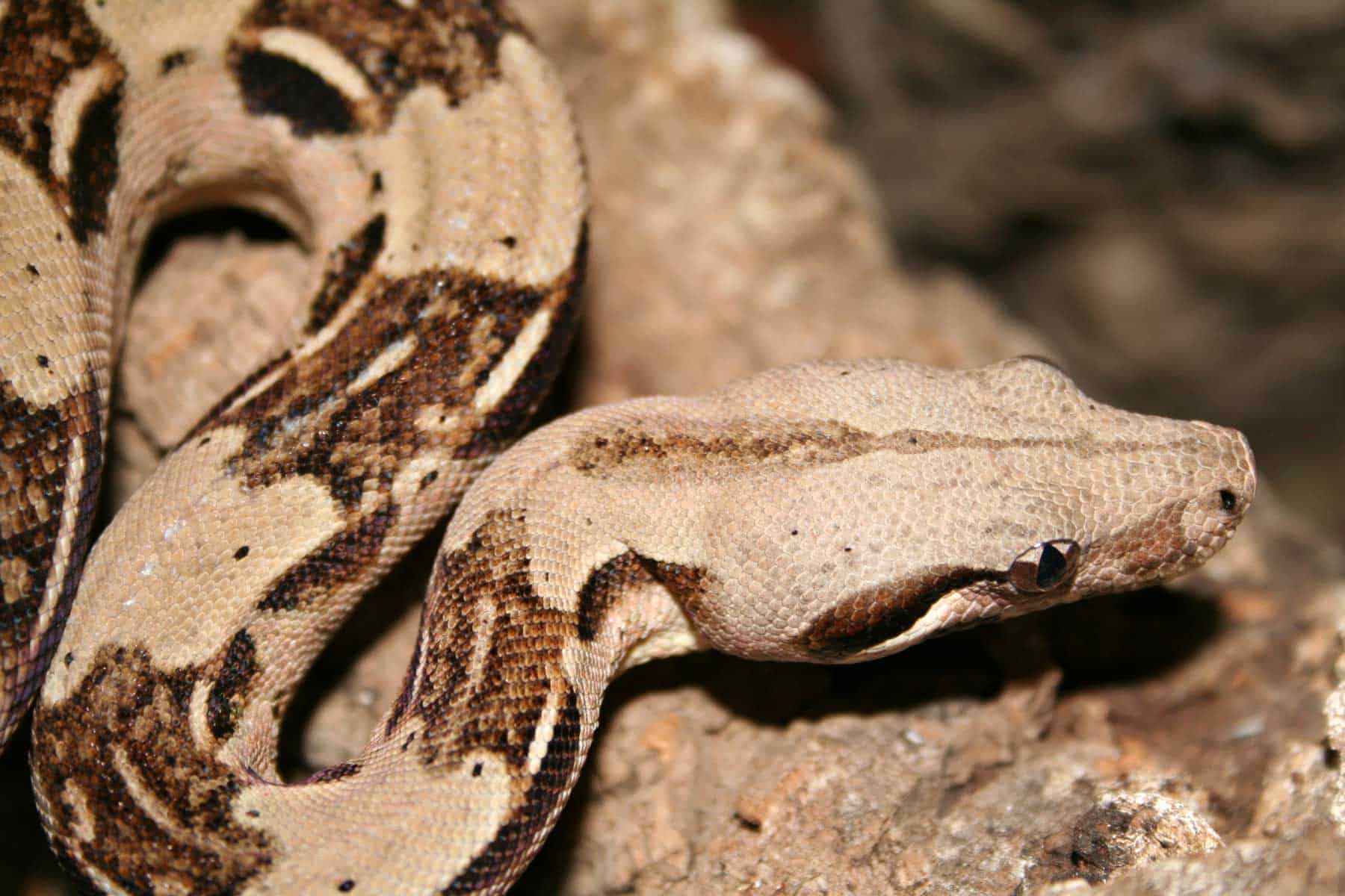 Overview shot of Colombian red tailed boa's head