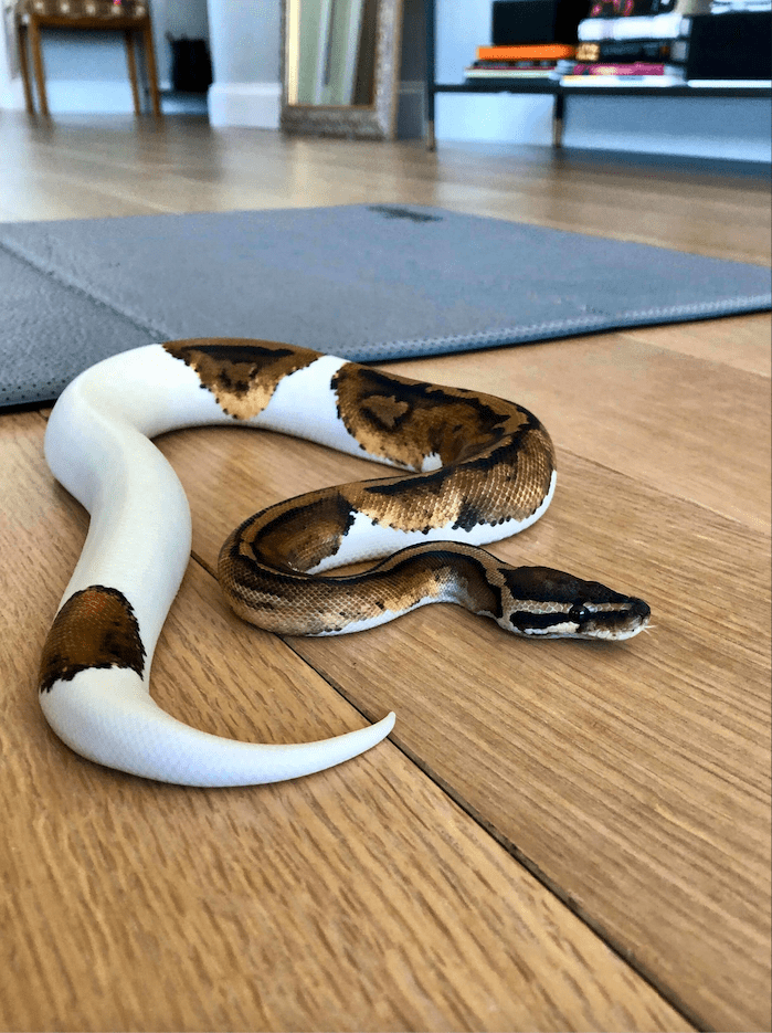 Pied ball python on the wooden floor of a living room