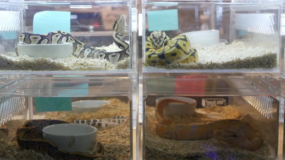 Plastic boxes containing snakes for sale