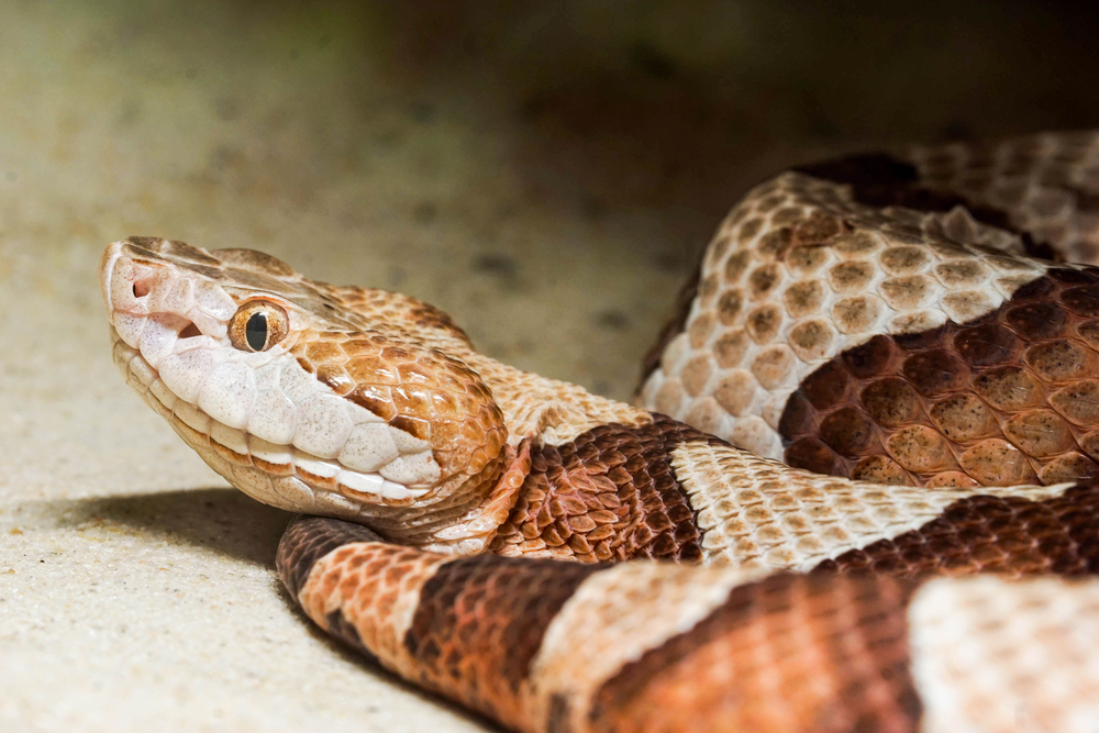 copperhead snake close up 