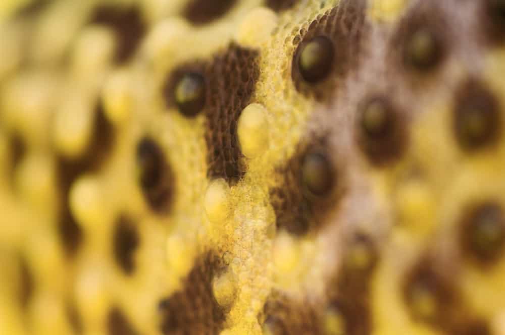 Closeup of the bubbles on a leopard gecko's skin