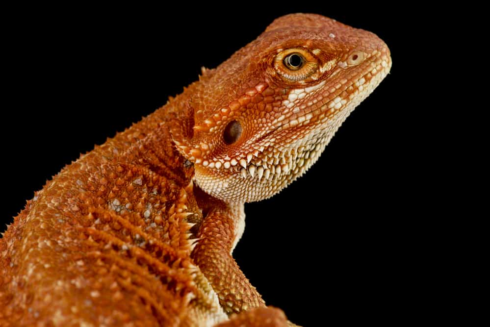 red bearded dragon against a black background