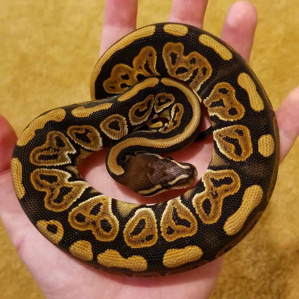 scaleless head ball python in the palm of a man's hand