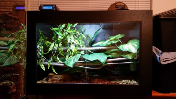 size of enclosure for green tree python