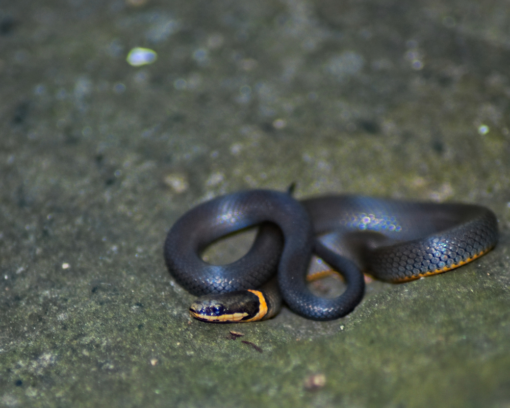 Northern ring-necked snake on top of a rock