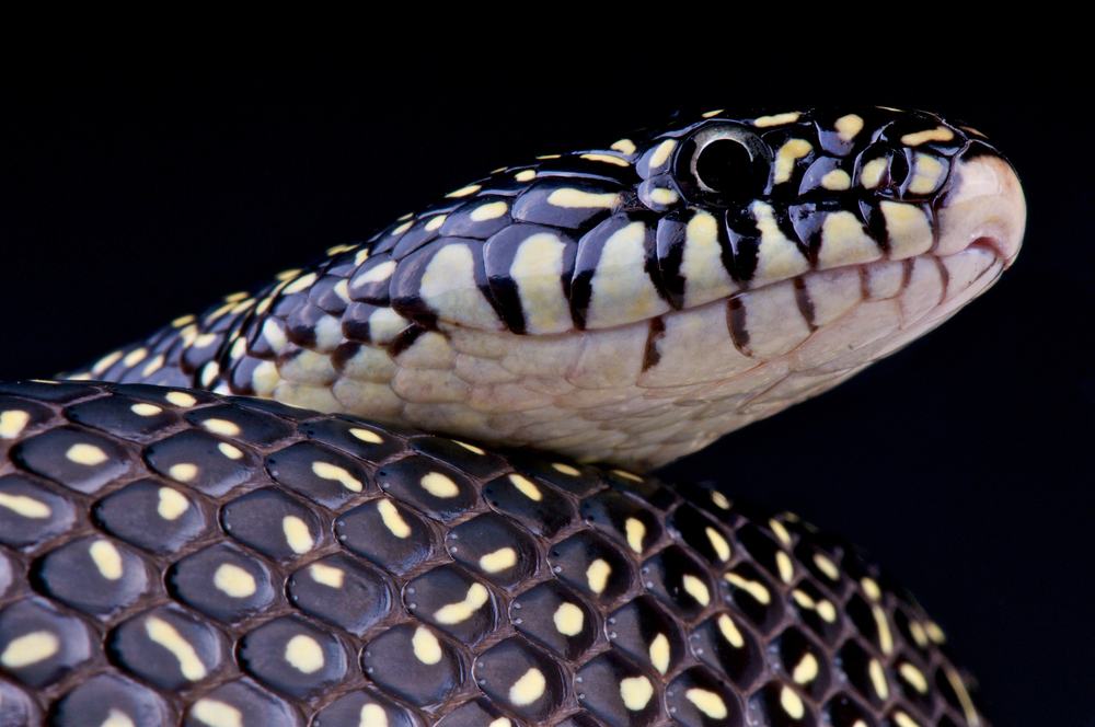 speckled kingsnake close up displaying all its freckle-like markings
