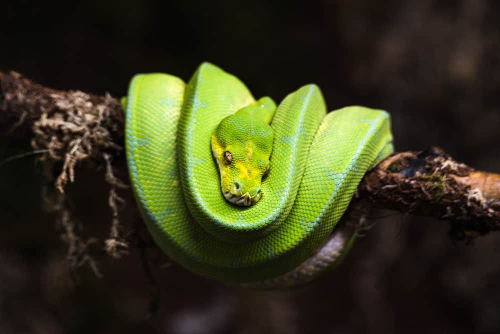 Green Tree Python — Green Tree Python Serpentovirus (NidoVirus)